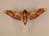 臀角斑天蛾藏品圖，第2張