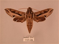 斜線天蛾藏品圖，第1張