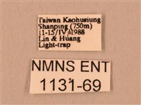 斜線天蛾藏品圖，第3張