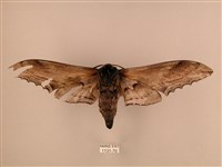 臺灣鋸翅天蛾藏品圖，第2張