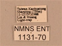 臺灣鋸翅天蛾藏品圖，第3張