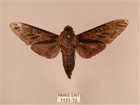 白星天蛾藏品圖，第1張