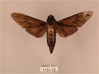 白星天蛾藏品圖，第2張