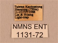 白星天蛾藏品圖，第3張