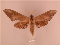 栗六點天蛾藏品圖，第1張