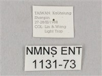 栗六點天蛾藏品圖，第3張