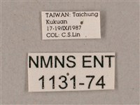 榆綠天蛾藏品圖，第3張