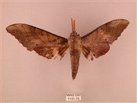 栗六點天蛾藏品圖，第1張