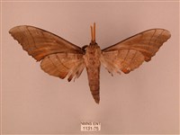 栗六點天蛾藏品圖，第2張