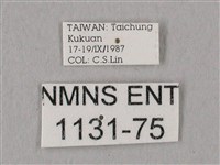 栗六點天蛾藏品圖，第3張