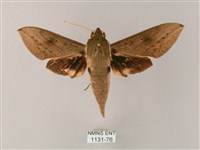 間斷斜紋天蛾藏品圖，第1張