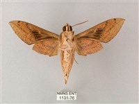 間斷斜紋天蛾藏品圖，第2張