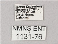 間斷斜紋天蛾藏品圖，第3張