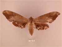 栗六點天蛾藏品圖，第1張