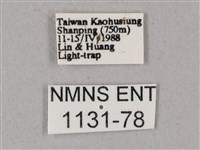 榆綠天蛾藏品圖，第3張