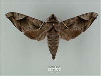 全緣缺角天蛾藏品圖，第1張