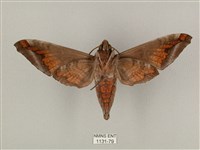 全緣缺角天蛾藏品圖，第2張