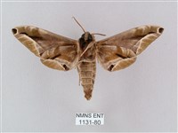 白點天蛾 藏品圖，第2張