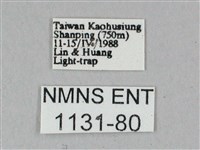 白點天蛾 藏品圖，第3張