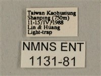 全緣缺角天蛾藏品圖，第3張