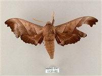 齒翅三線天蛾藏品圖，第1張