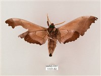 齒翅三線天蛾藏品圖，第2張