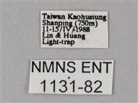 齒翅三線天蛾藏品圖，第3張