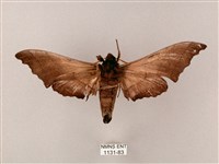 齒翅三線天蛾藏品圖，第2張