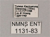 齒翅三線天蛾藏品圖，第3張