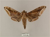 白點天蛾 藏品圖，第1張