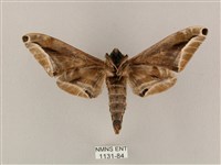 白點天蛾 藏品圖，第2張