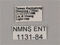 白點天蛾 藏品圖，第3張