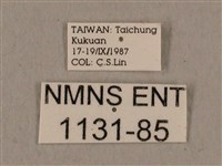 廣東鷹翅天蛾藏品圖，第3張