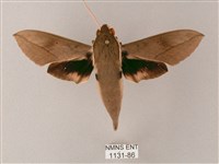 藏斜紋天蛾藏品圖，第1張