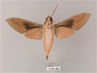 藏斜紋天蛾藏品圖，第2張