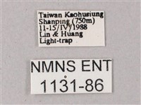 藏斜紋天蛾藏品圖，第3張