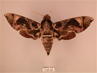 暗綠白腰天蛾藏品圖，第1張