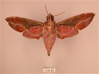 暗綠白腰天蛾藏品圖，第2張