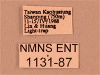 暗綠白腰天蛾藏品圖，第3張