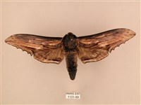 臺灣鋸翅天蛾藏品圖，第1張