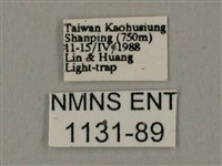 臺灣鋸翅天蛾藏品圖，第3張