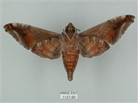 全緣缺角天蛾藏品圖，第2張