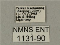 全緣缺角天蛾藏品圖，第3張