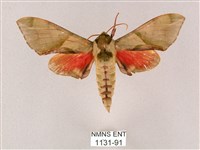 榆綠天蛾藏品圖，第1張