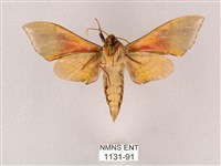 榆綠天蛾藏品圖，第2張