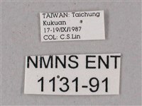 榆綠天蛾藏品圖，第3張