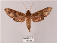 雙斑白肩天蛾藏品圖，第1張