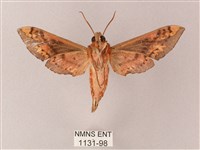 雙斑白肩天蛾藏品圖，第2張