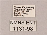 雙斑白肩天蛾藏品圖，第3張