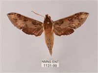 雙斑白肩天蛾藏品圖，第1張